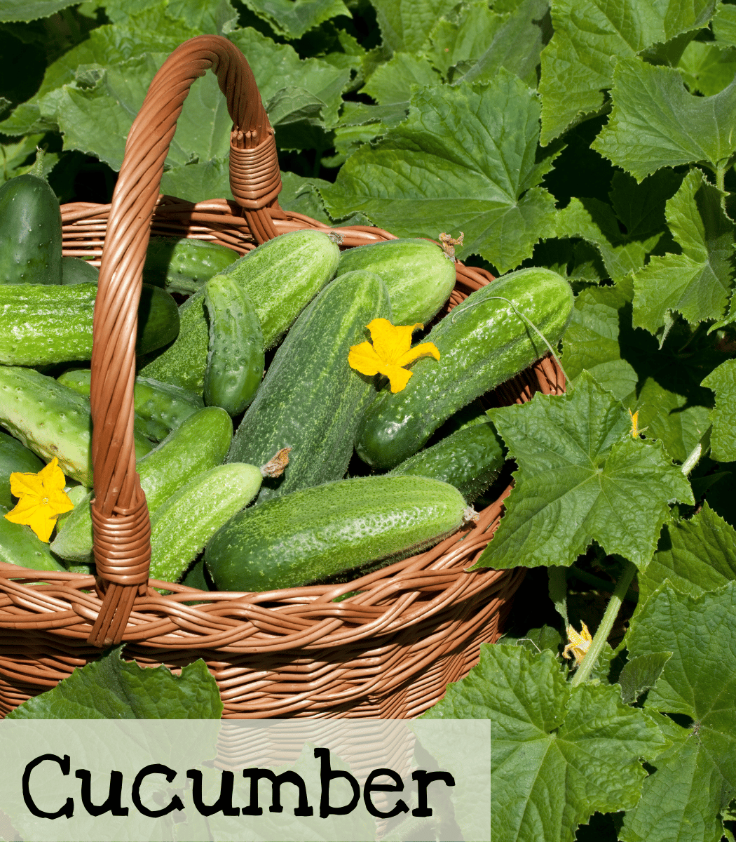 Cucumbers