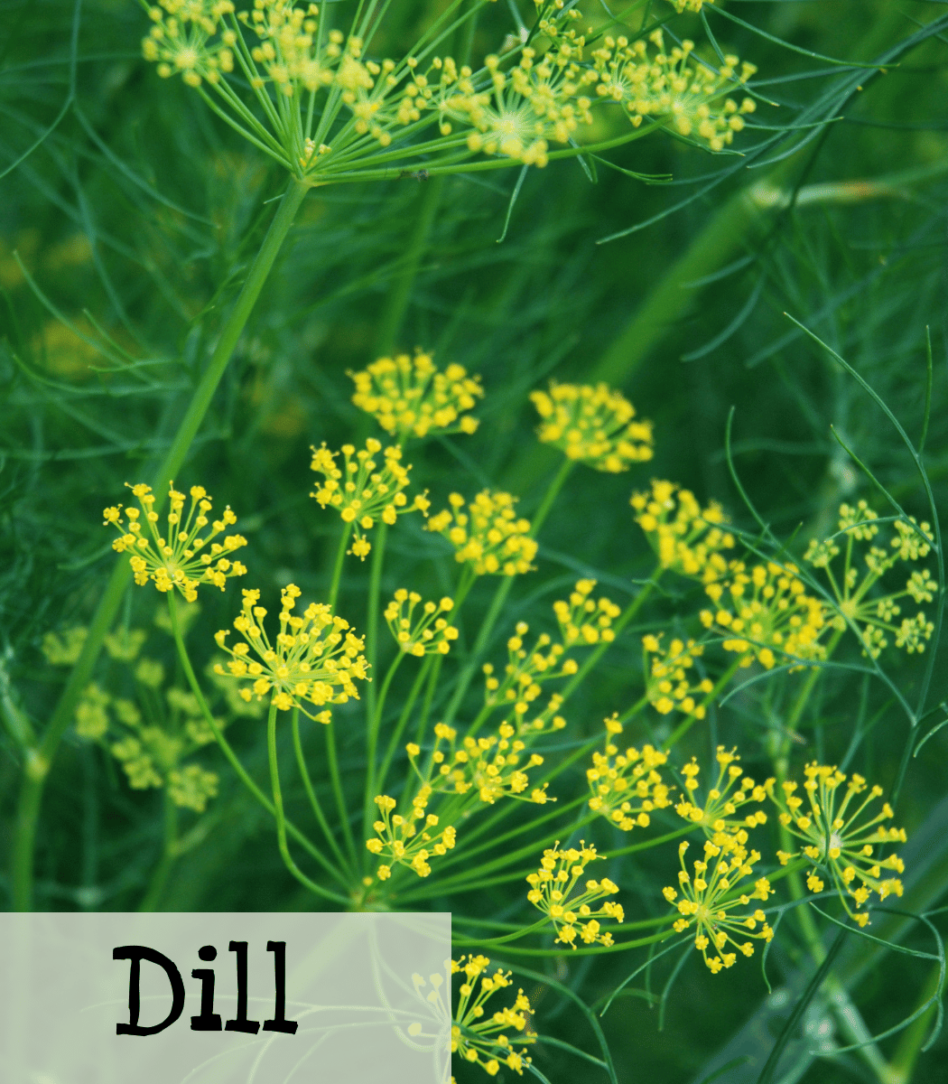 Dill