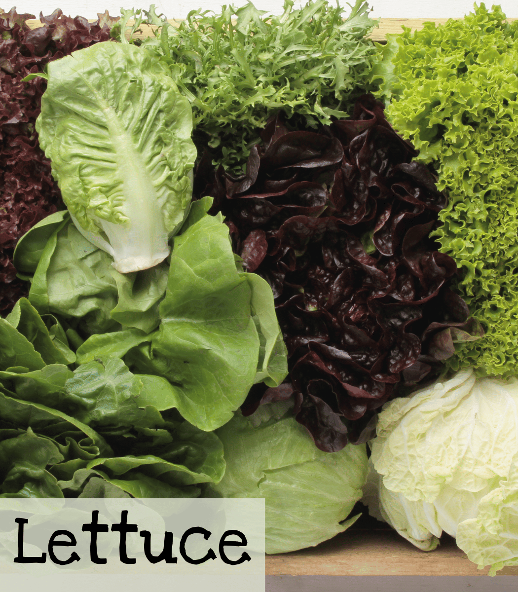 Lettuce