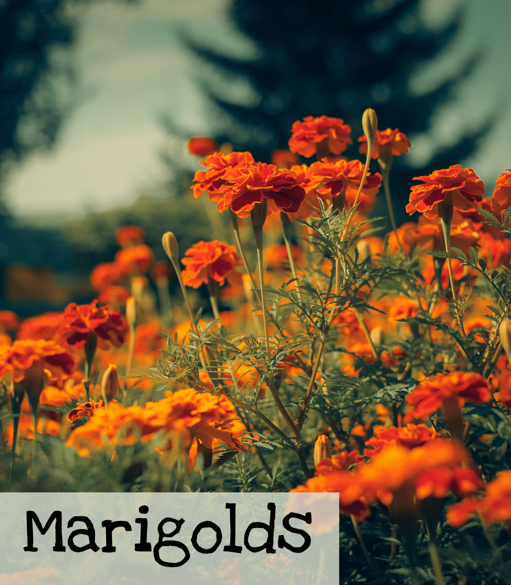 Marigolds