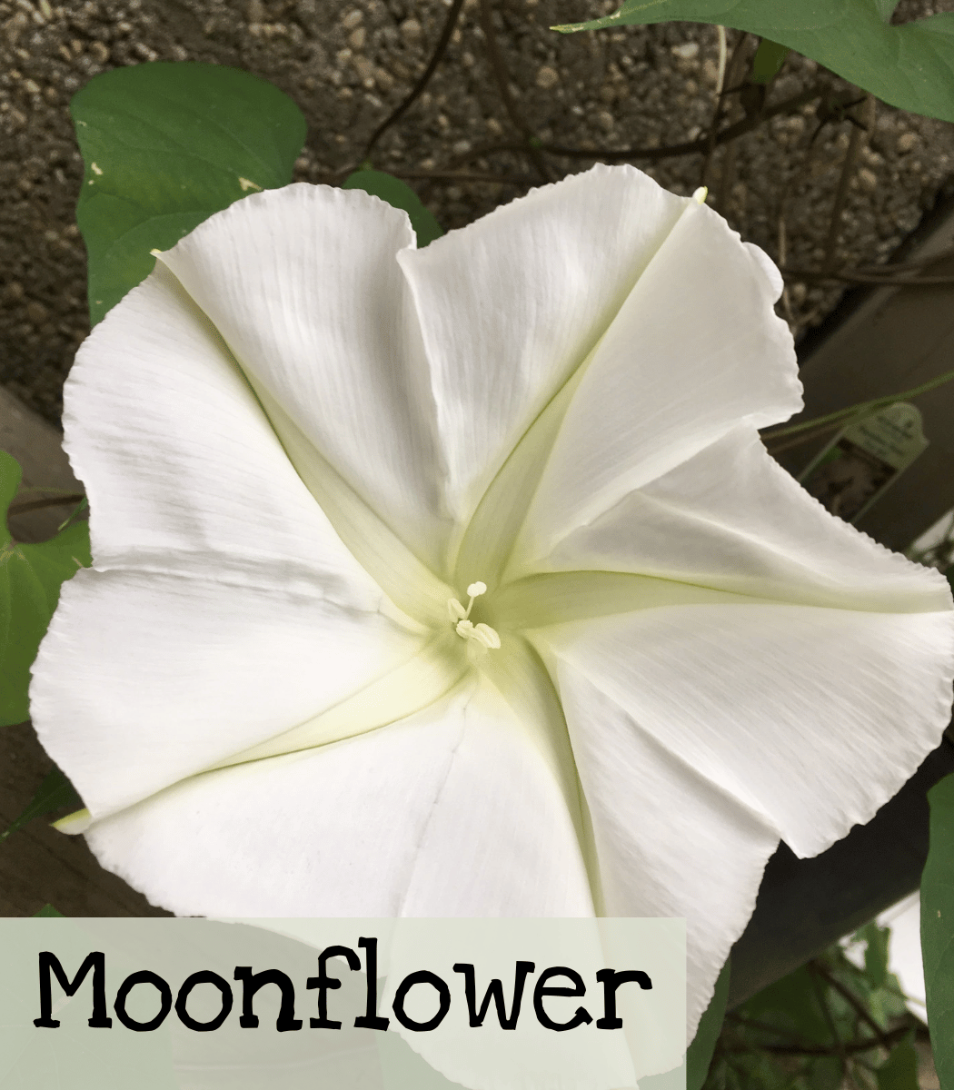 Moonflower