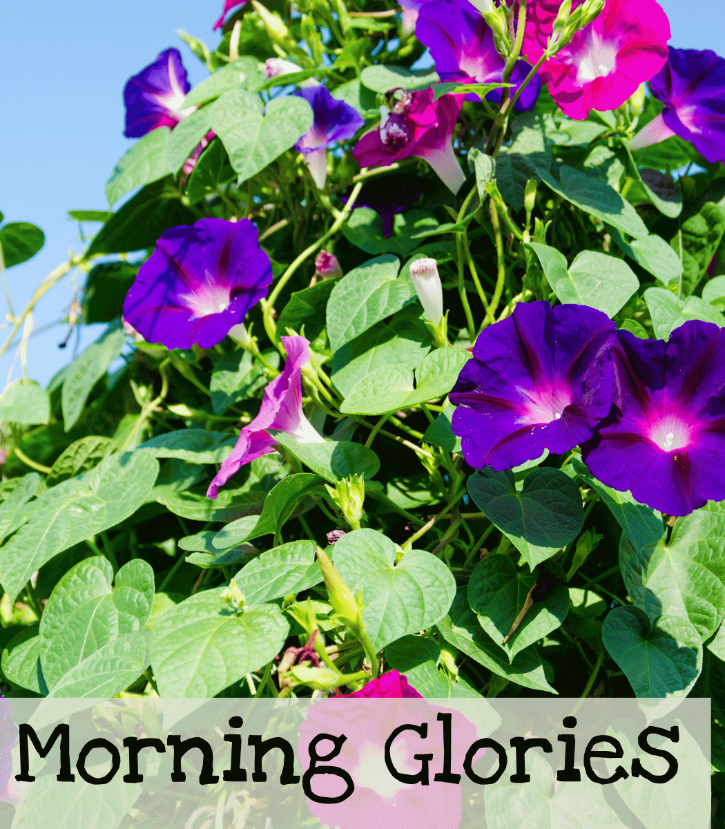 Morning Glories