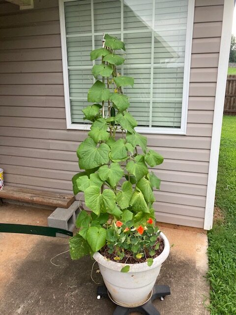 My Cucumber in a pot with companion flowers