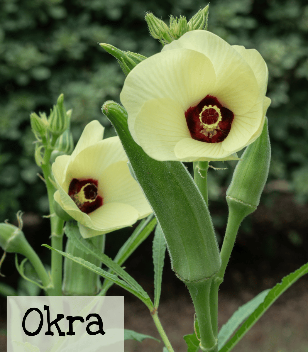 Okra