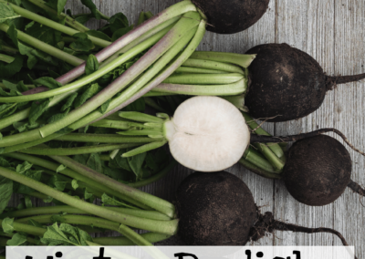 Winter Radish, Black Spanish Round