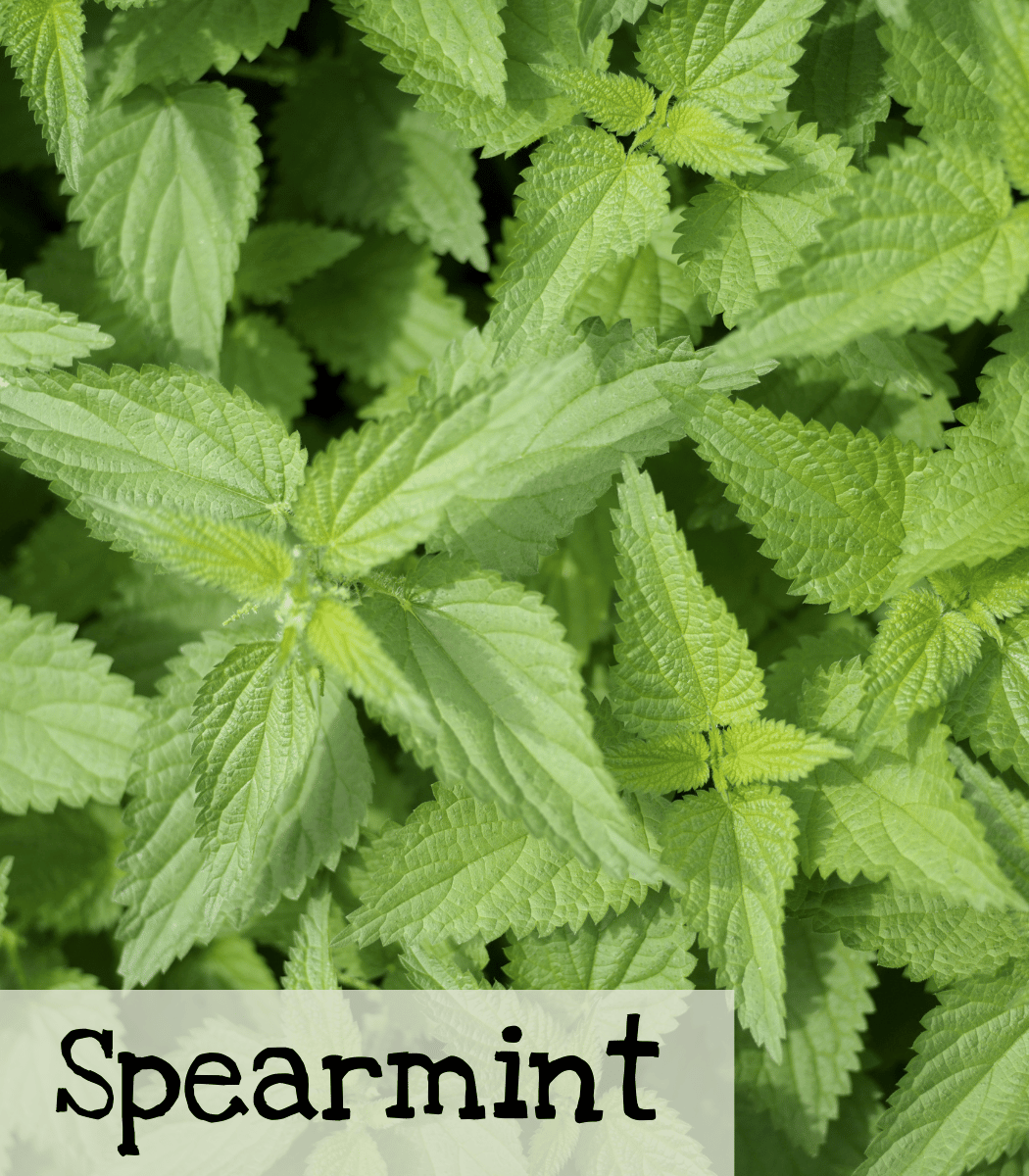 Spearmint