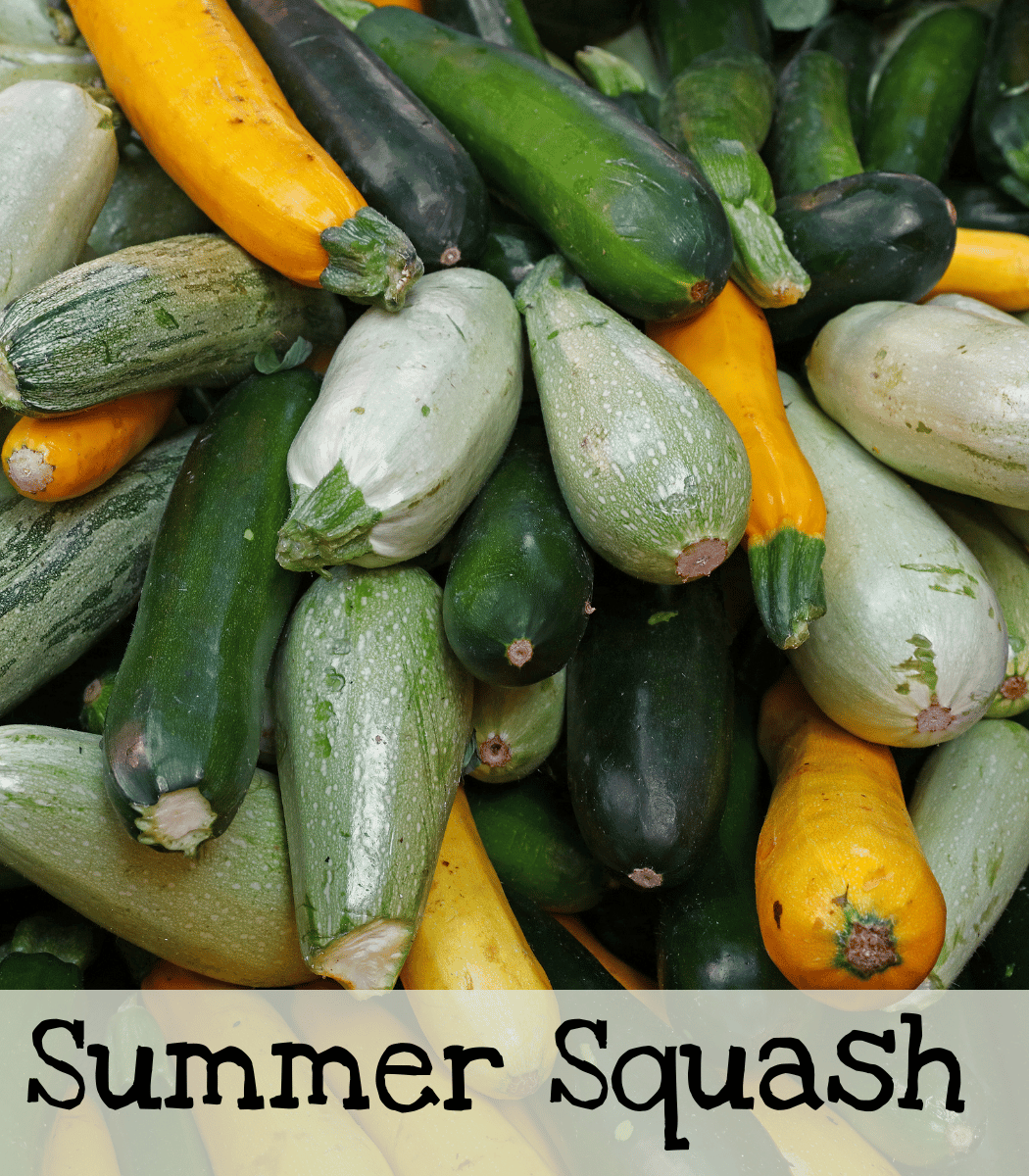 Summer Squash<br />
Zucchini