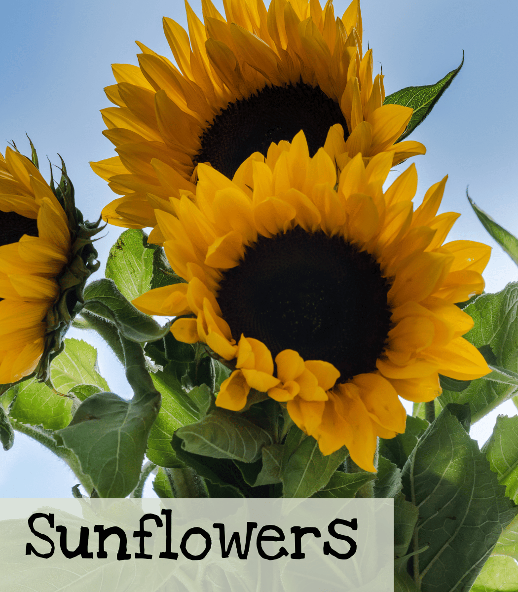 Sunflowers