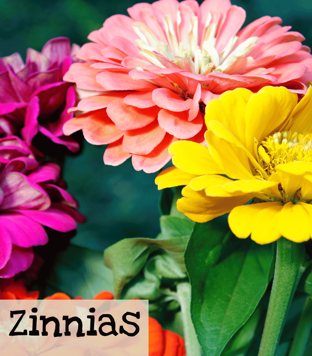 Zinnias