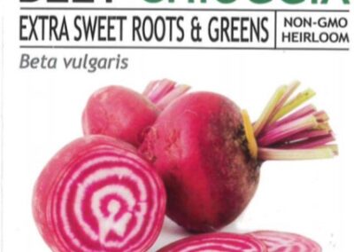 Beet Chioggia