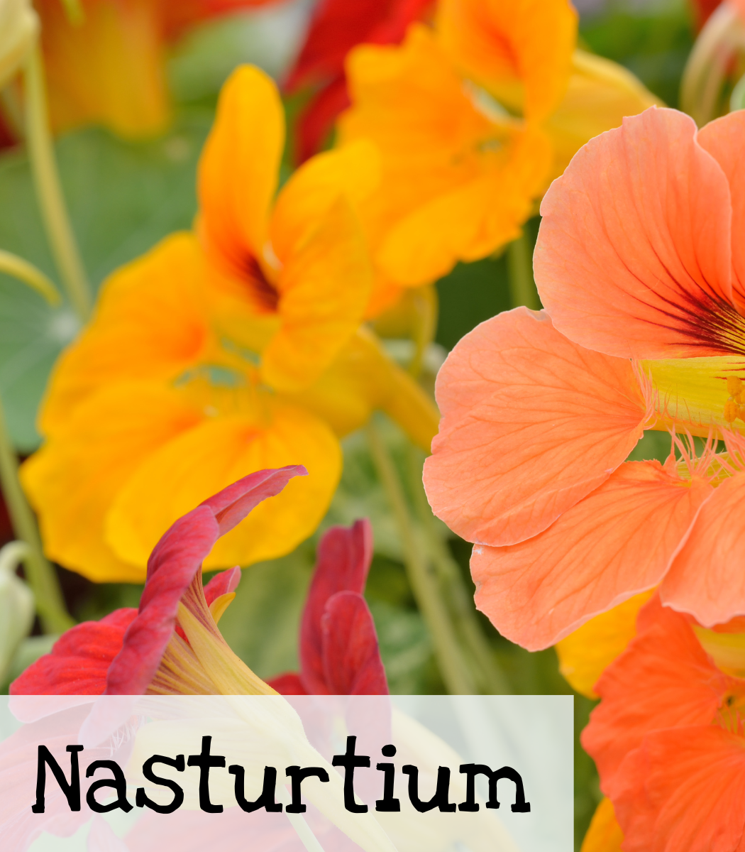 Nasturtiums