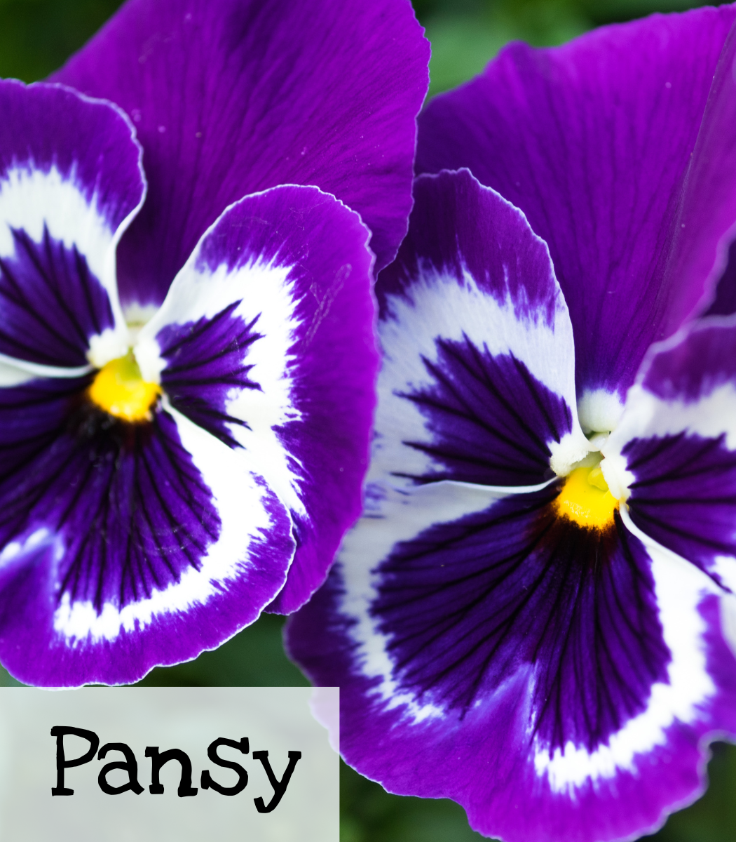 Pansies