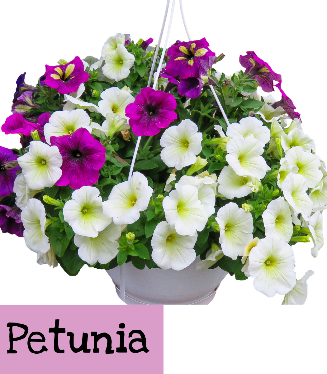 Petunias