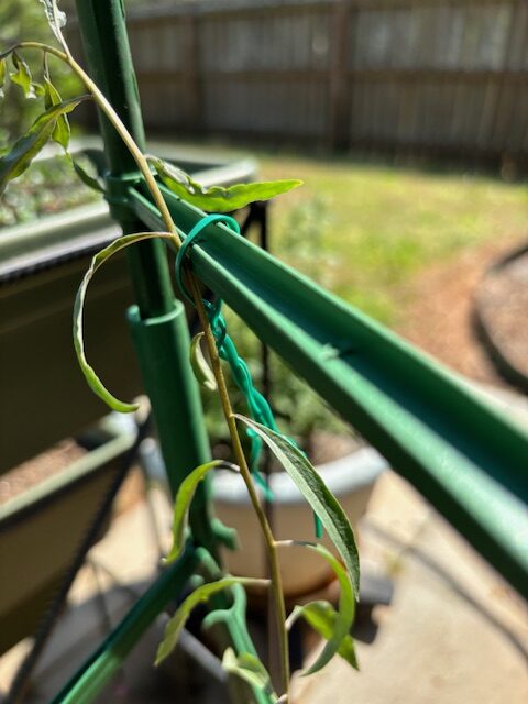 My Goji Berry Trellised