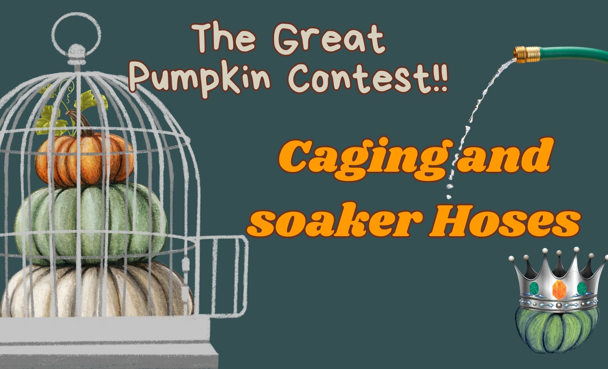 Caging pumpkins and why soaker hoses are good!