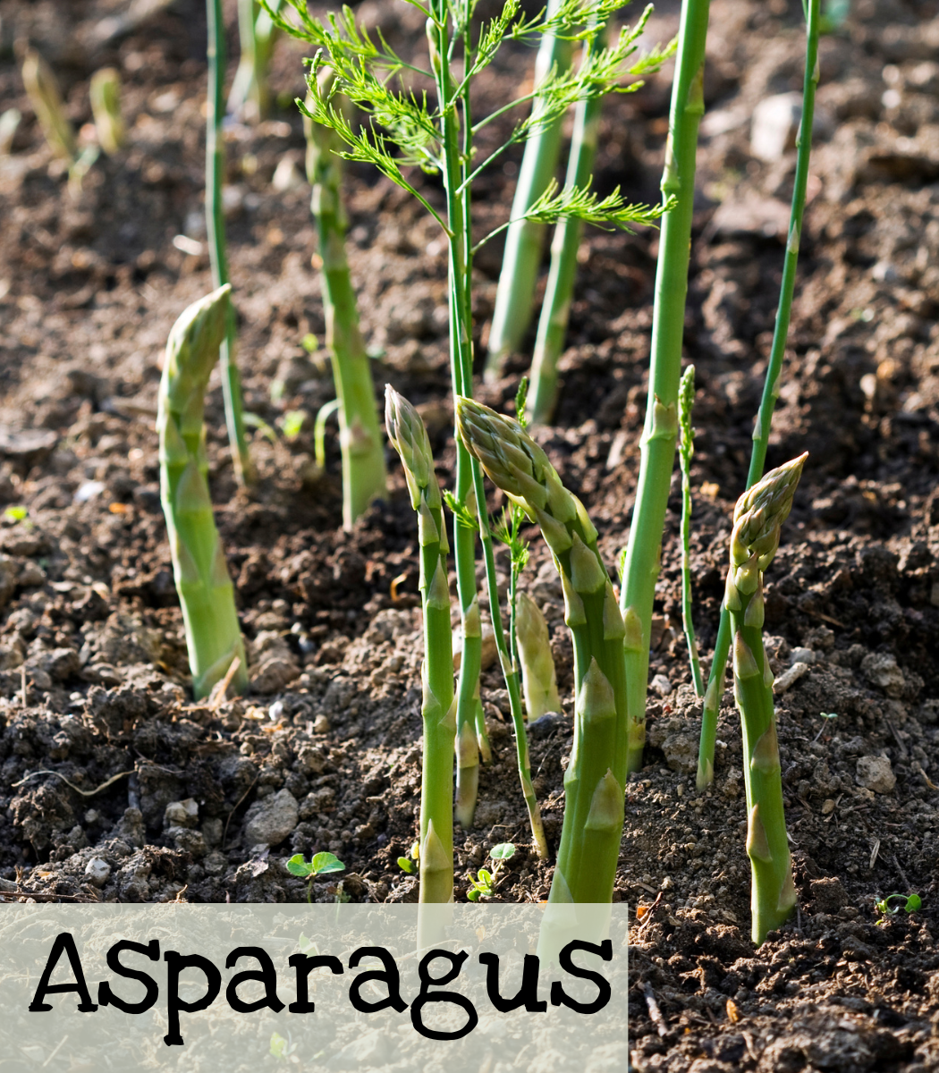 Asparagus