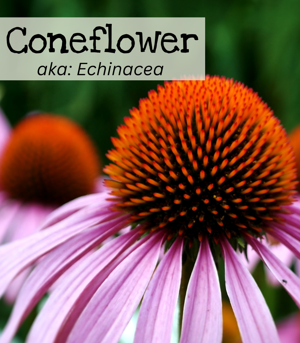 Coneflower aka: Echinacea