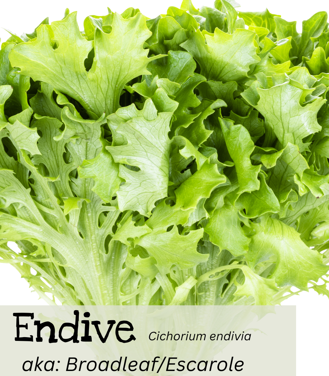 Endive and Escarole Endive (broad leaf or escarole) Cichorium endivia