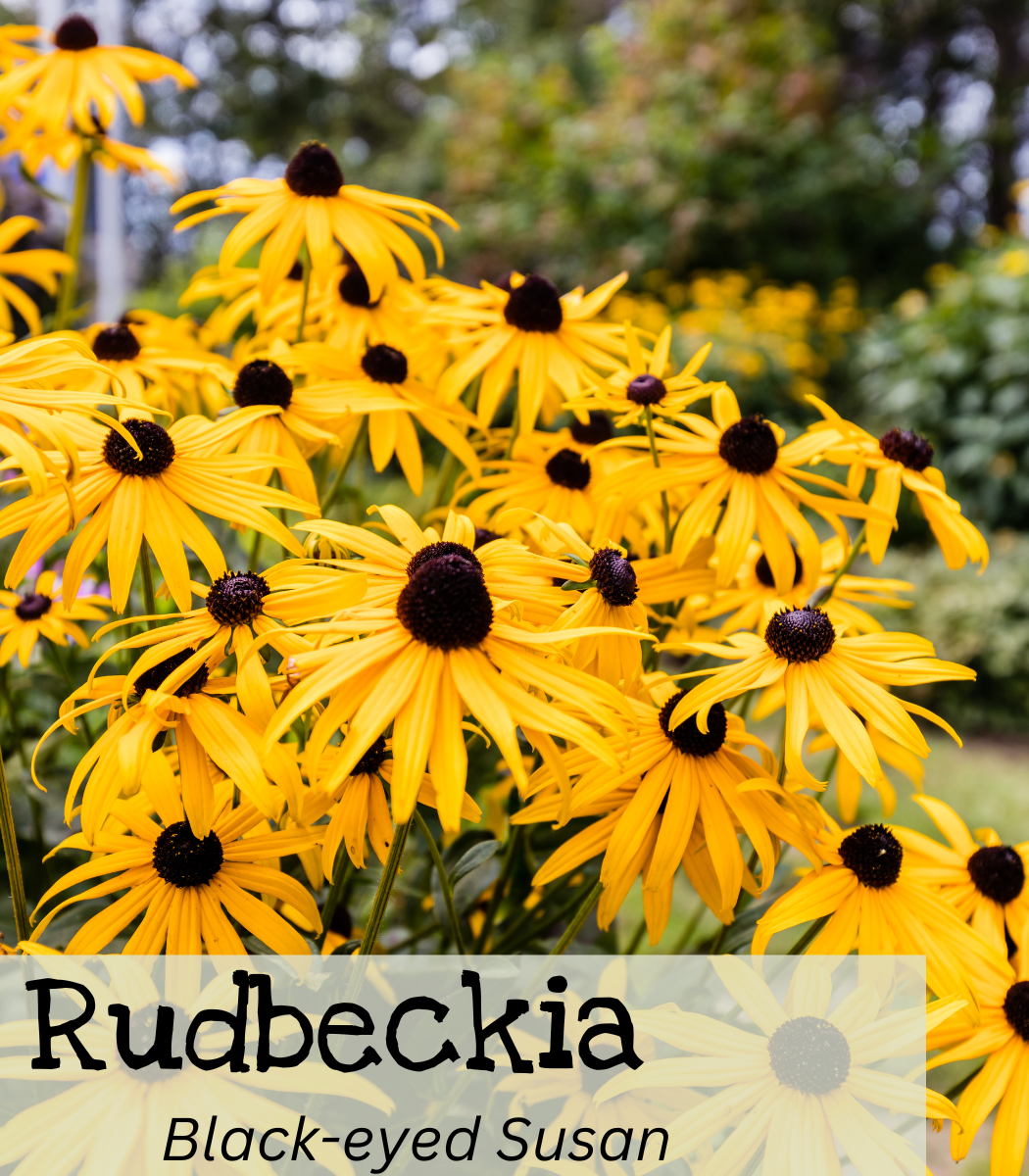 Rudbeckia Black-eyed Susan Rudbeckia Black-eyed Susan