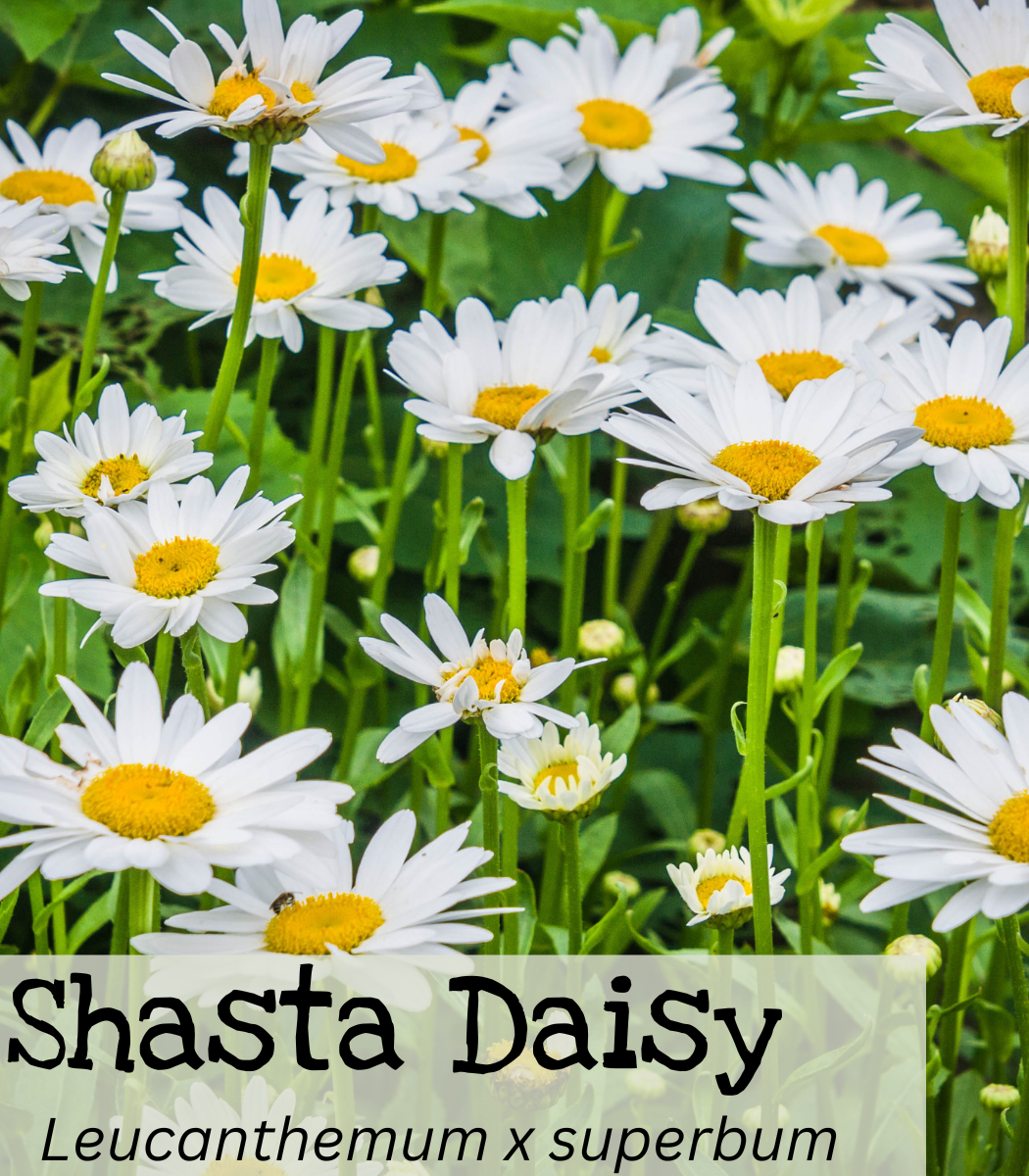 Shasta Daisy