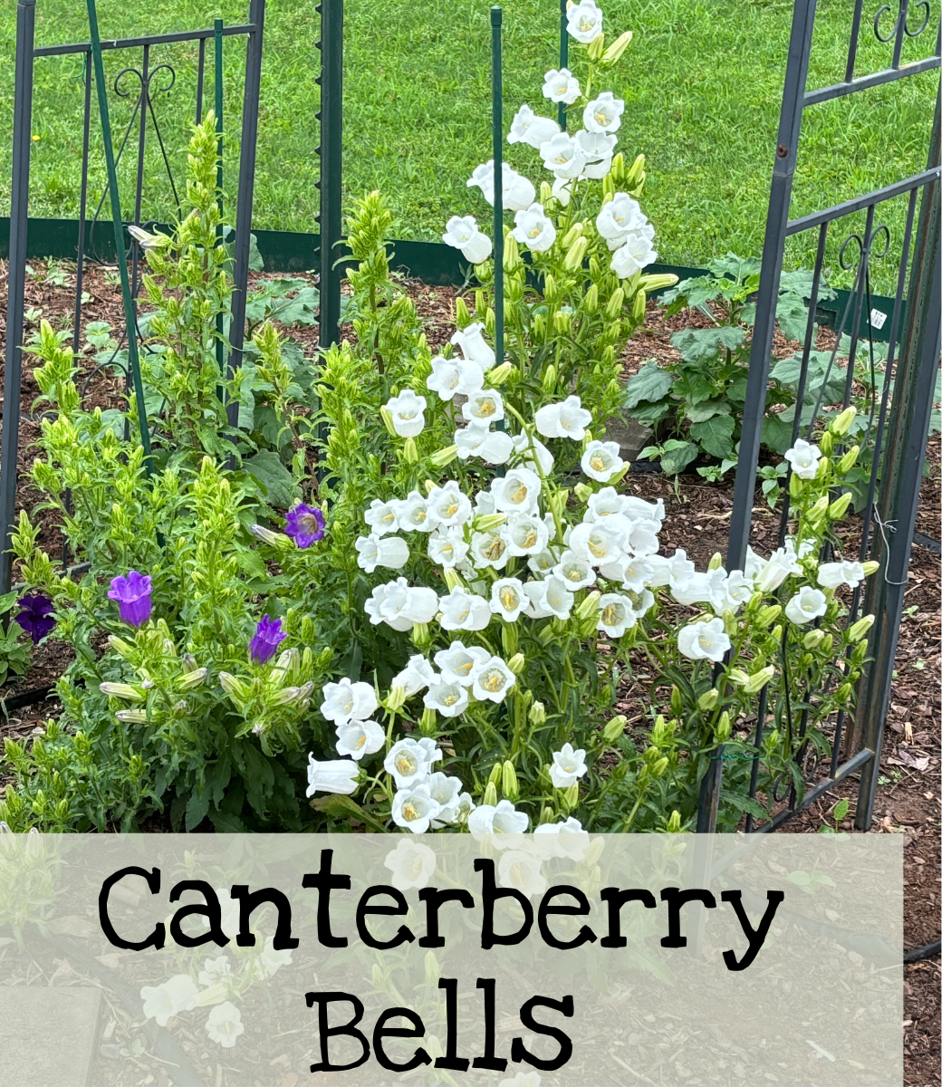 Canterberry Bells Purple and White
