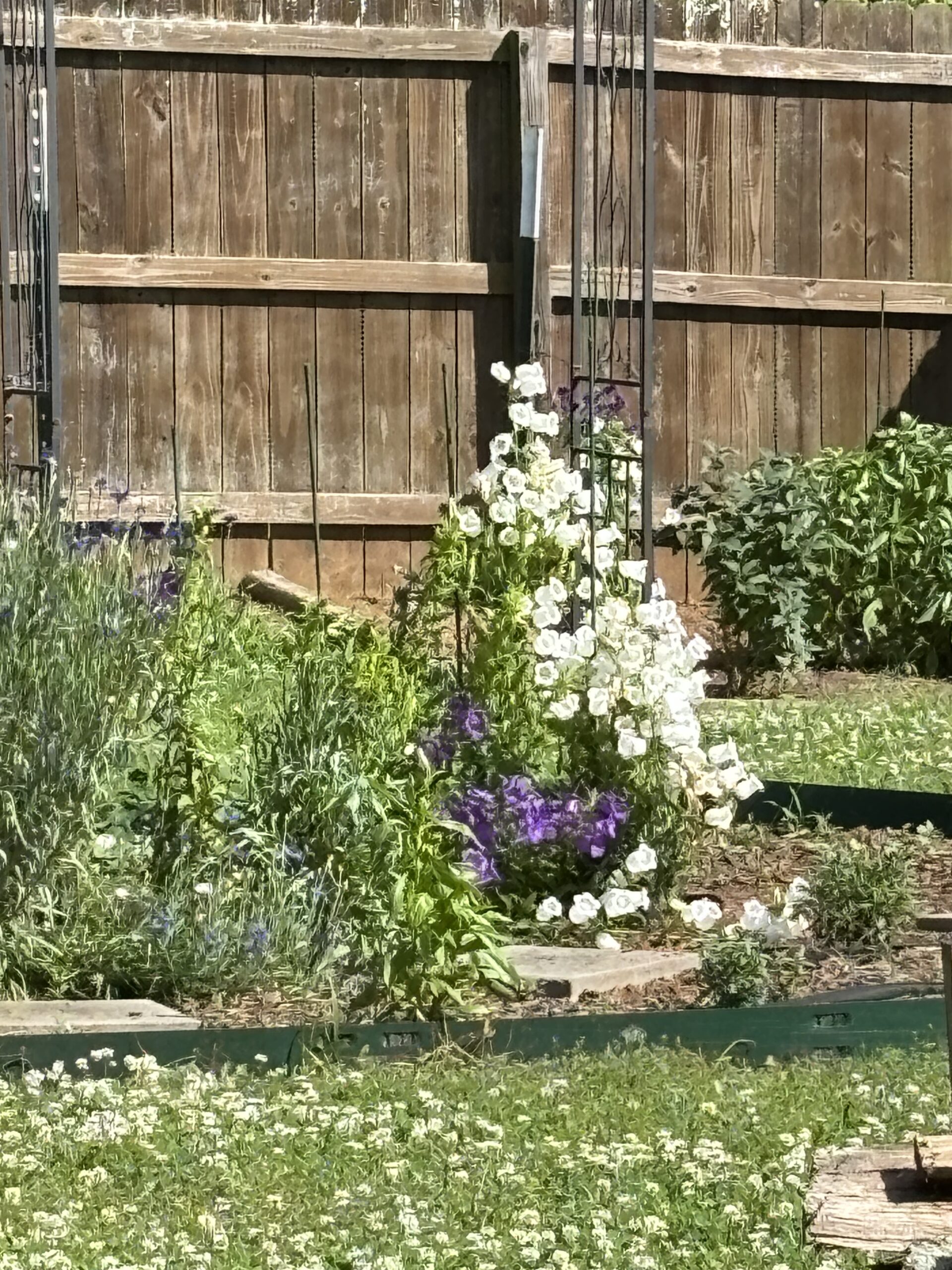 My Canterberry Bells in Bloom