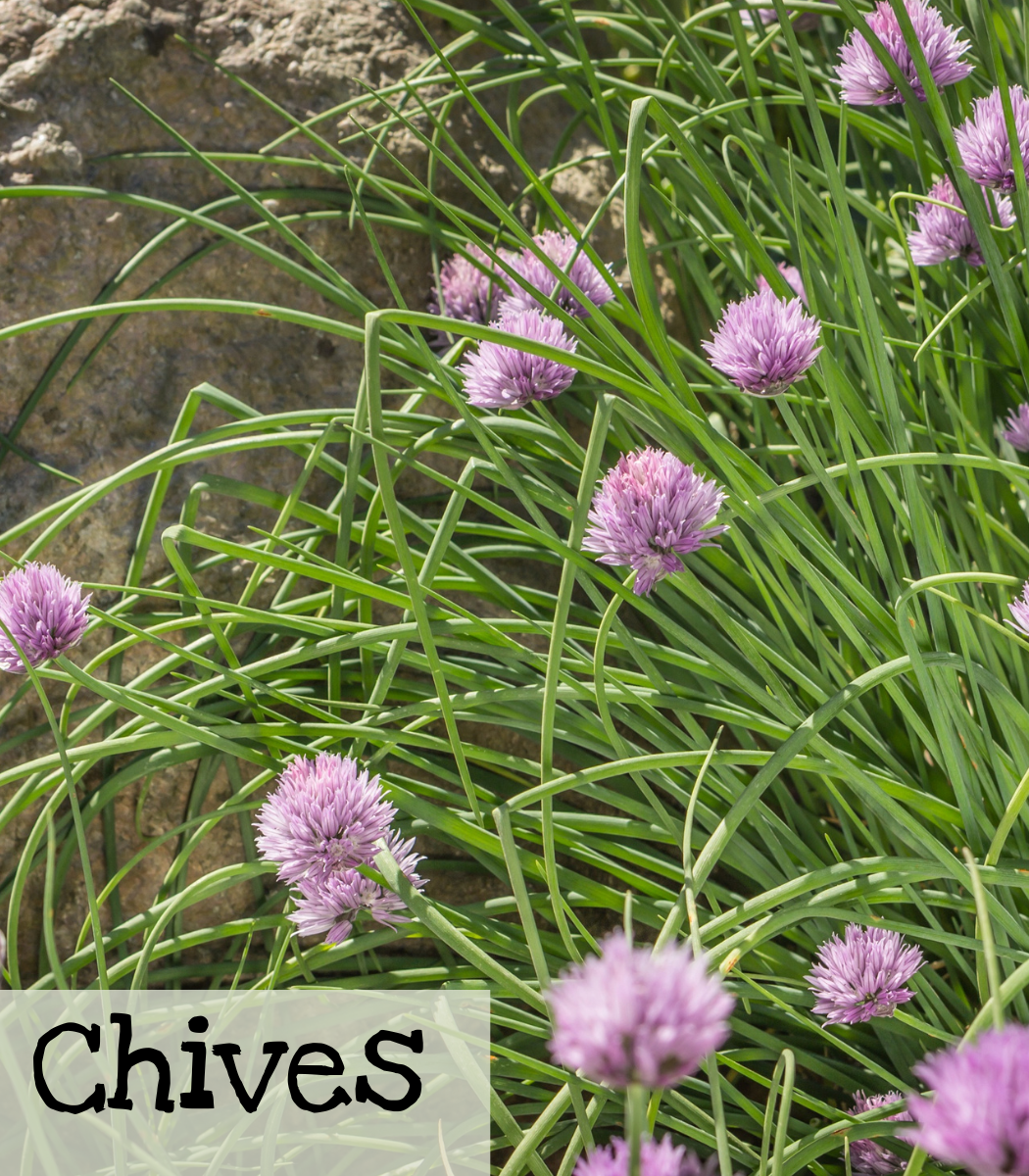 Chives