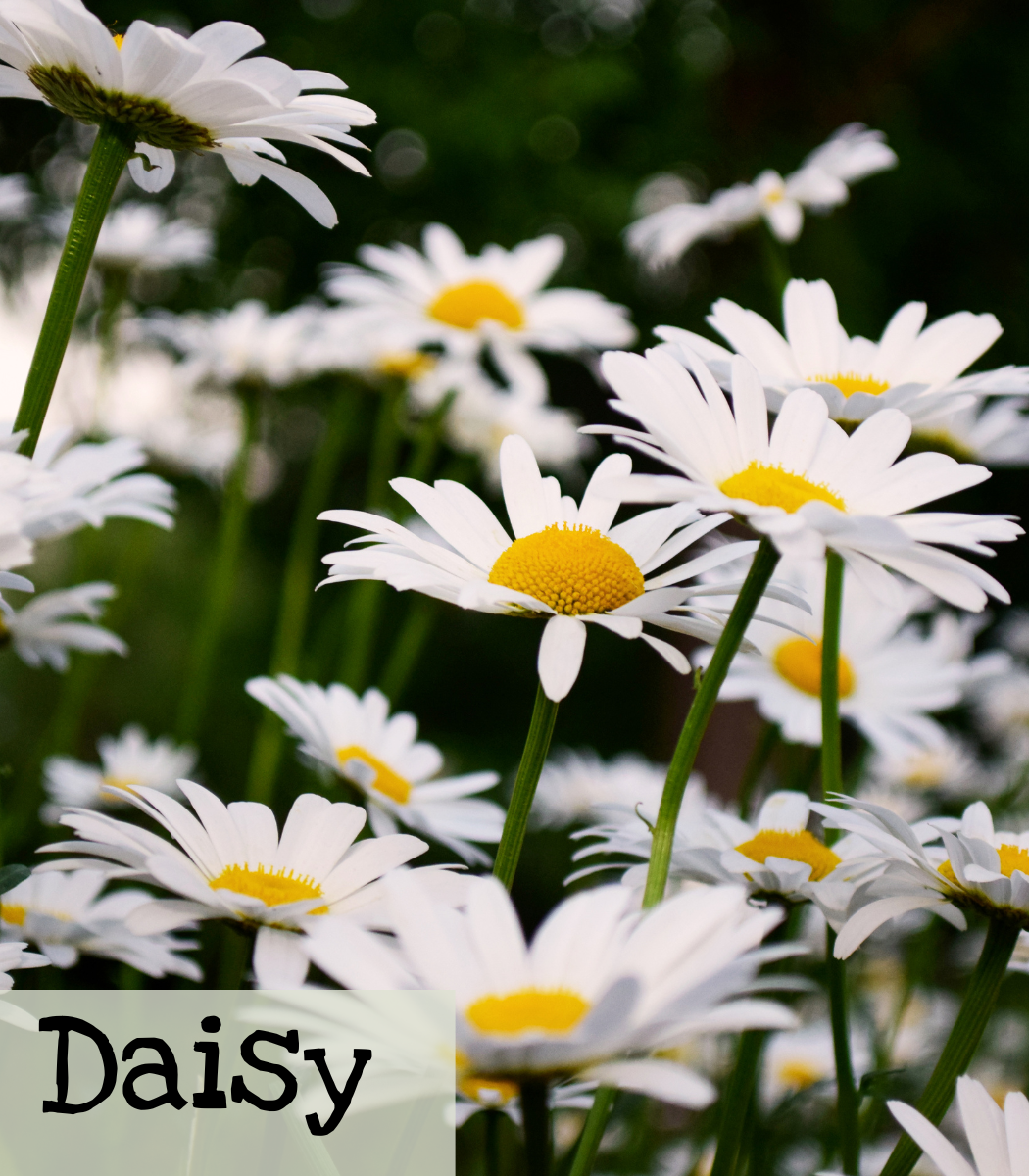 Daisy Daisy