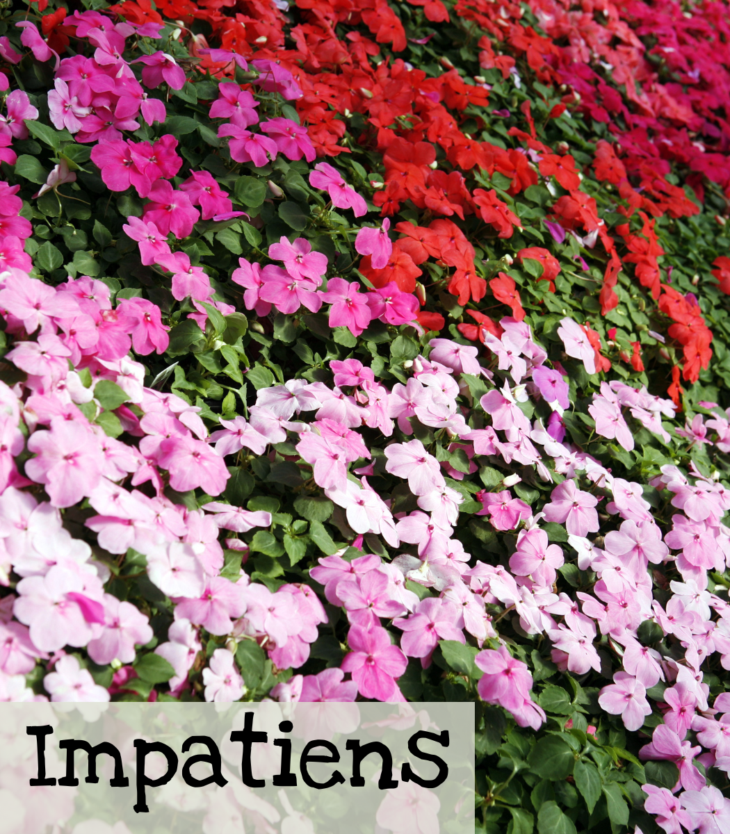 Impatiens Impatiens
