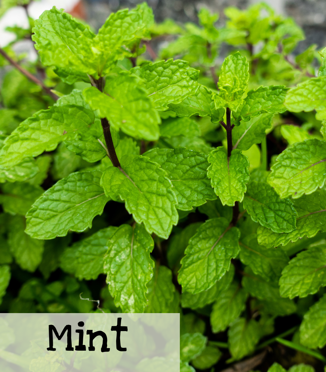 Mint