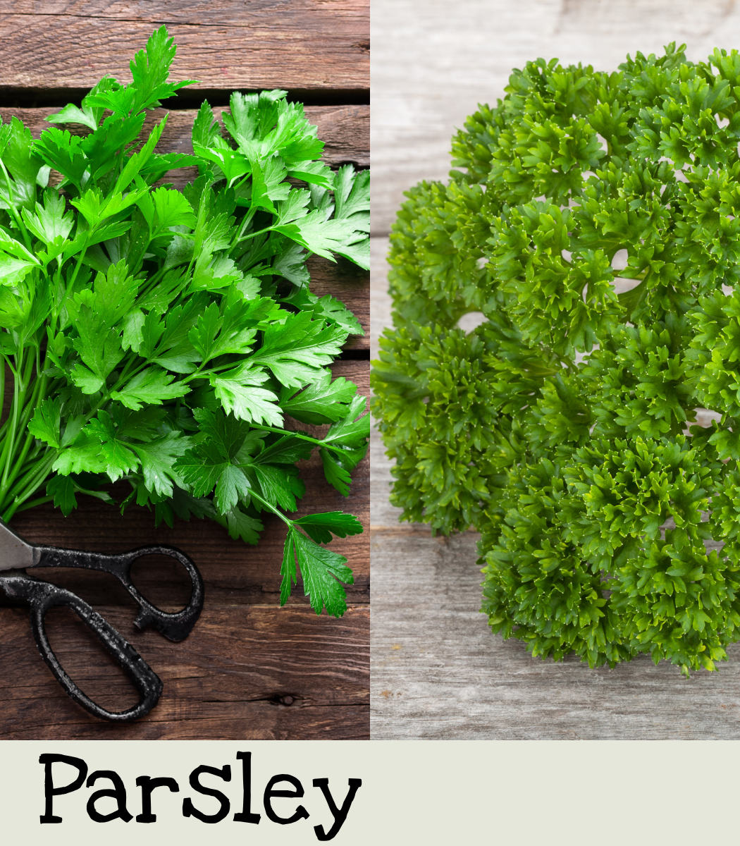Parsley