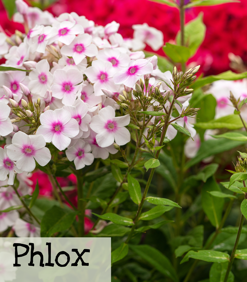 Phlox