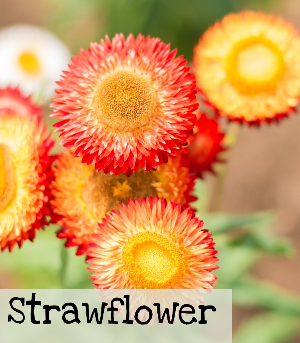 Strawflower