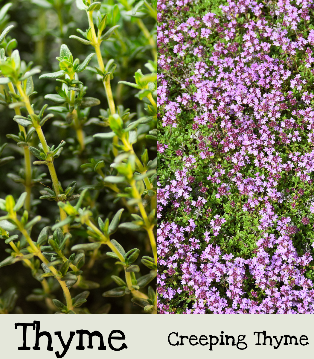 Thyme and Creeping Thyme