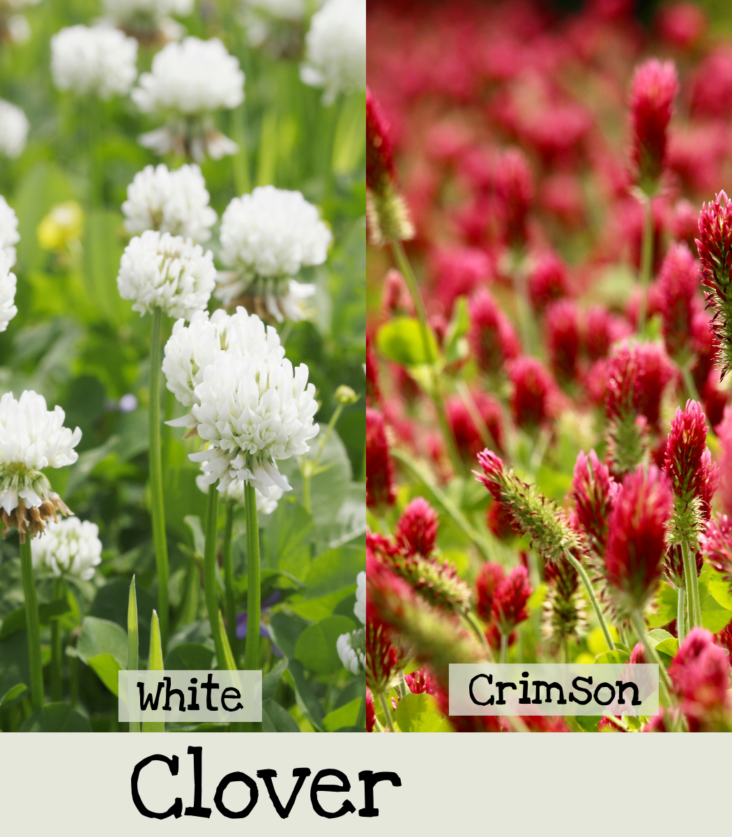 White and Crimson Clover