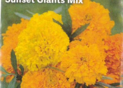 Marigold, Sunset Giants Mix