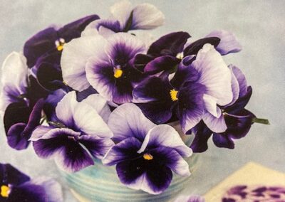 Pansy Super Beaconsfield