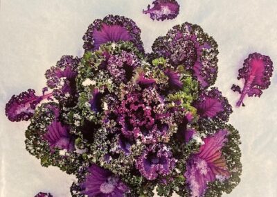 Kale Japanese Flowering