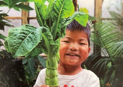 Lettuce Celtuce Green Mountain Winter