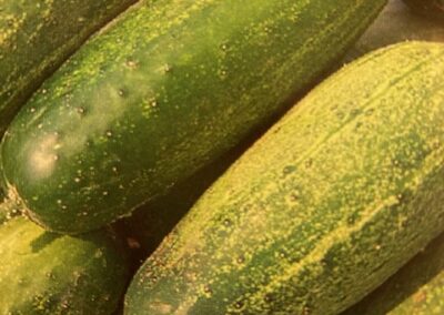 Cucumber, National Pickling