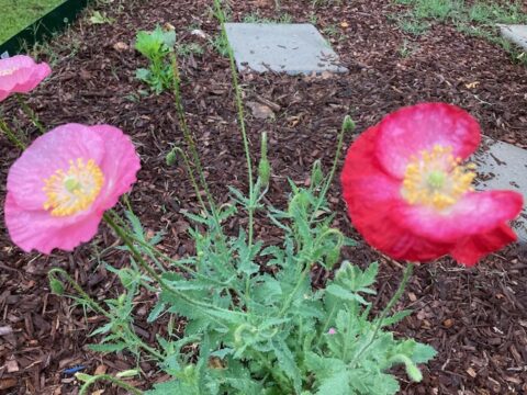 Springfield Poppy Poppy - excelatgardening.com