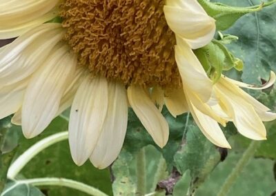 My White Sunflower