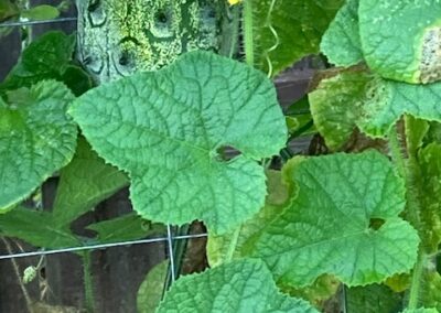 Unripe Jelly Melons