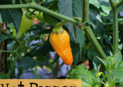 Hot Pepper Datil