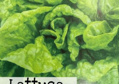 Lettuce Landis Winter