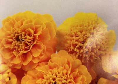 Marigold Gypsy Sunshine