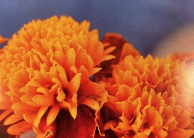 Marigold Orange Flame