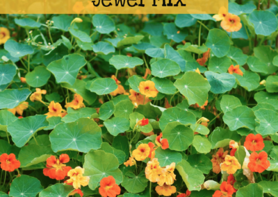 Nasturtium Jewel Mix