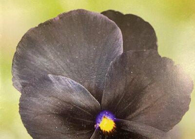 Pansy Black Devil