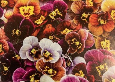 Pansy Historic Florist Mix